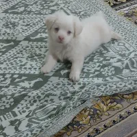 یک عدد سگ نر