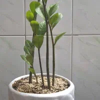 گل زاموفولیا و گل بونسای شفلرا