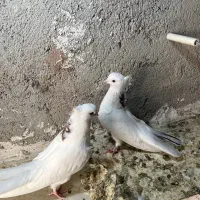 کبوتر نقابی جوانه