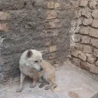 سگ پاکوتاه میکس هاسکی و اشپیتز