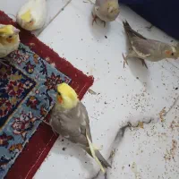 جوجه سرلاکی