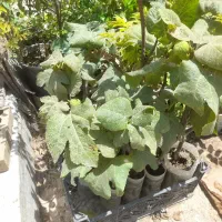 نهال های کوچک انجیر زرد برگ پهن