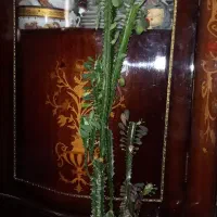 گل طبیعی آپارتمانی