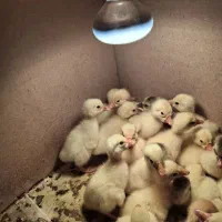 لامپ حرارتی(گرمایشی)100وات رشته ای پرورش حیوانات|لوازم جانبی حیوانات|رشت, استقامت ۲|دیوار