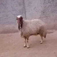 یک عدد شک ورن سنجابی