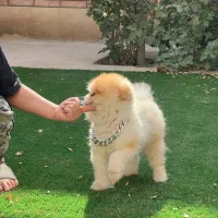 خرسی بوفیس نر جفتگیری