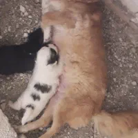 سگ پا کوتا با دوتا توله نر