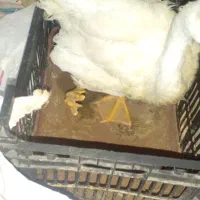 قوغاز|حیوانات مزرعه|آبادان, |دیوار