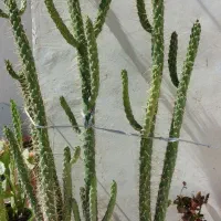 گل های کاکتوس