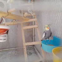 پرنده