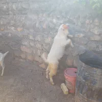 بزغاله سانن