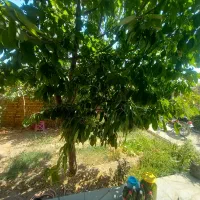 فروش یک واحد خانه ویلایی در روستای پیرسقا