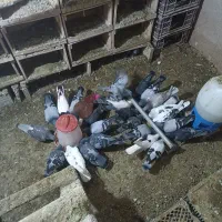 کبوتر|پرنده|میاندوآب, |دیوار