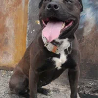 سگ پیتبول وارداتی