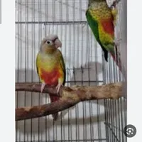 فروش یک عدد طوطی گرینچیک