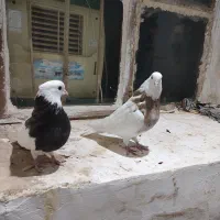 جفت طوقی عالی