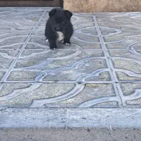 سگ پامر اشتپیز|سگ|ماهدشت, |دیوار