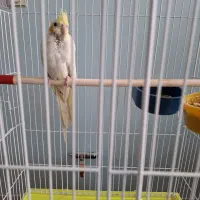 جوجه عروس هلندی لوتینو تازه دان خور شده