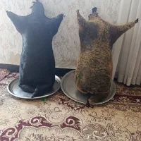 دو عدد هیزه سالم|صنایع دستی و سایر لوازم تزئینی|کوهدشت, |دیوار