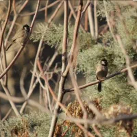 سهره اهوازی