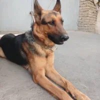 توله سگ ژرمن|سگ|قرچک, پارس سرام|دیوار