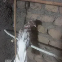 قره دم سفید|پرنده|قوچان, |دیوار