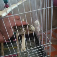 عروس هلندی سالم رام وبازیگوش|پرنده|بانه, |دیوار