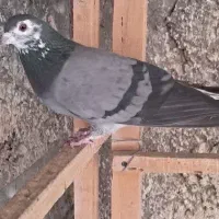 کبوتر دمگیر خرقه|پرنده|خمینی‌شهر, |دیوار