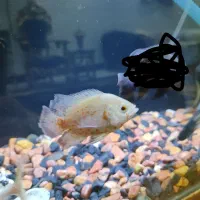 ماهی اسکار و پنگوسی