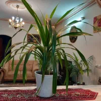 گل طبیعی|گل و گیاه طبیعی|مشهد, شهرک رازی (شهرک غرب)|دیوار