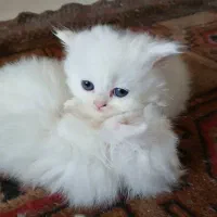 پرشین هیمالین|گربه|رامسر, |دیوار