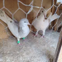 چن جفت کبوتر|پرنده|تهران, مسعودیه|دیوار