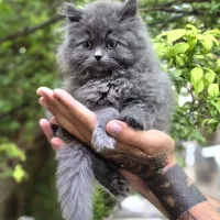 بریتیش لانگ هیر ۲ماهه نر کیفیت در فیلم گویاست