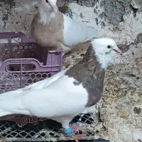 کبوتر