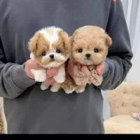 پودل عروسکی|سگ|شیراز, دکتر حسابی|دیوار