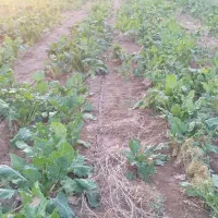 چغندر علوفه ای برای دام