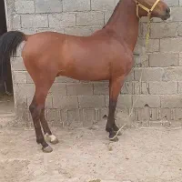 نریان ۳ سال کورسی