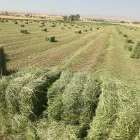 به تعداد۵۰۰عددینجه درجه یک