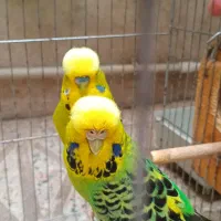 مرغ عشق انگلیسی جفت مولد گرید B
