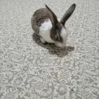 خرگوش|موش و خرگوش|تهران, دریا|دیوار