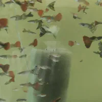 حراج ماهی گوپی