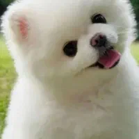 اموزش سگهای خانگی در پردیس