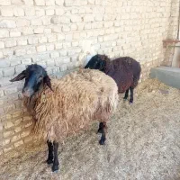 دوعدد بره نر وماده چاق