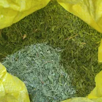 بسور