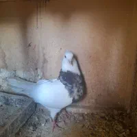 کفتر پرشی