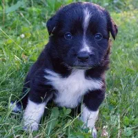 توله سگ پا کوتاه ۲ماهه