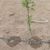 فروش-باغچه-شهرتاکستان