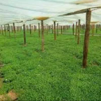 جویای کار گلخانه کشاورزی باغ