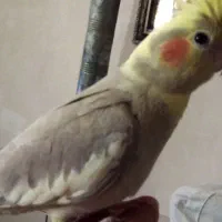 جوجه عروس هلندی نر 2ماهه دستی ودونخور|پرنده|اصفهان, عطار نیشابوری|دیوار