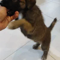 واگذاری مالینویز با شرایط